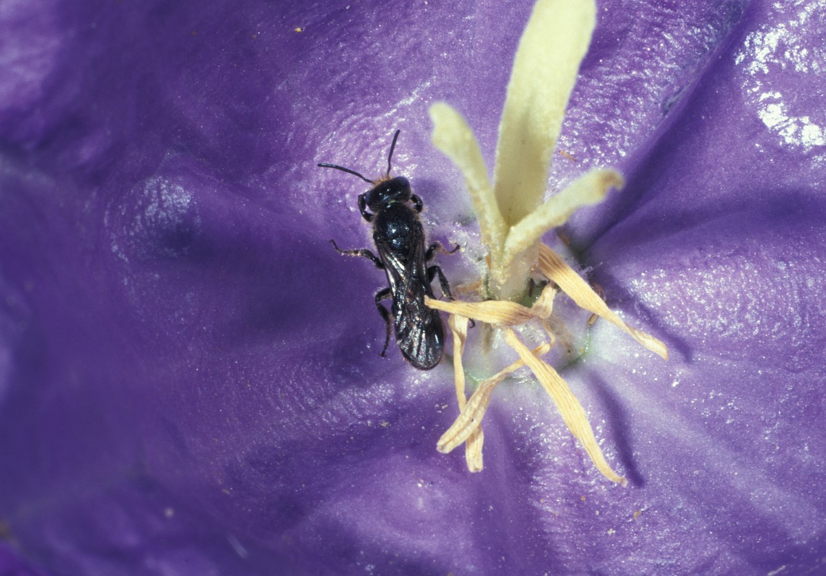 Chelostoma rapunculi